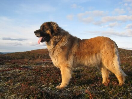 A large dog standing on a grassy field

Description automatically generated
